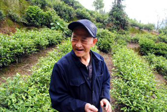 Chinese man picking tea