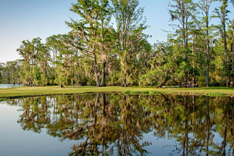 Louisiana Bayou