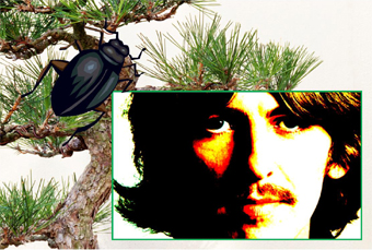 George Harrison Bark Beetle