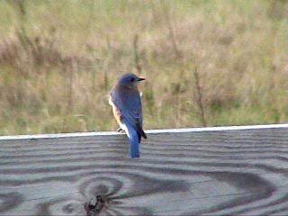 Bluebird on a fence