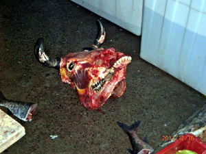 Cows head