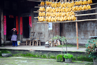 Corn drying