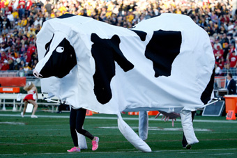 Fake cow at Rose Bowl