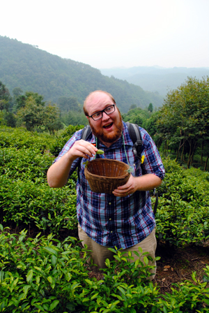 harvesting tea