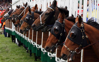 horses waiting for the gate to release