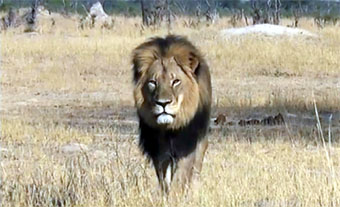 Cecil, lion