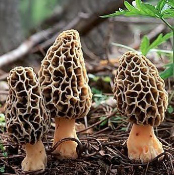 Morel mushrooms