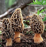 Morel mushroom