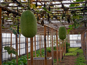 growing hanging gourds