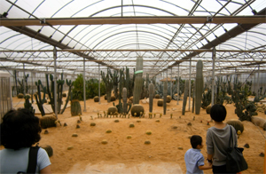 cactus hothouse