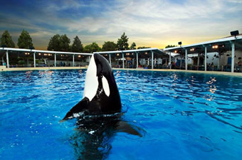 Sea World Killer whale