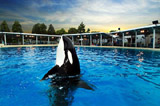 Killer whale at Sea World