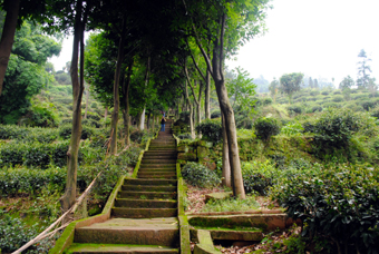 Pathway to tea fields