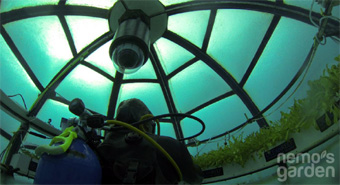 diver tending underwater garden for Nemo's Garden